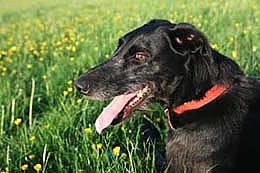 Wincanton, Somerset dog