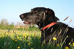 wincanton,Somerset dog