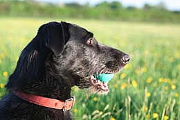 Wincanton, Somerset dog